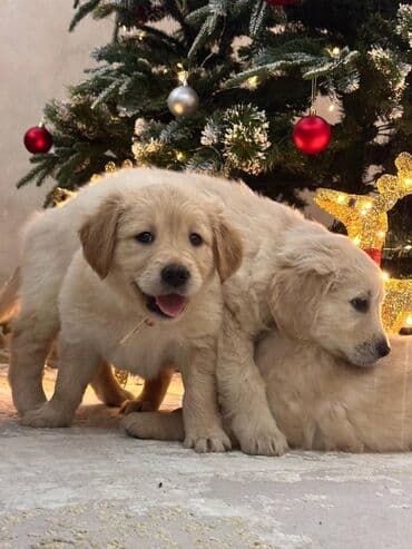 Heyvanlar üçün mallar: Retriever, 2 ay, Dişi, Sənədli, Ünvandan götürmə, Ödənişli çatdırılma — 4