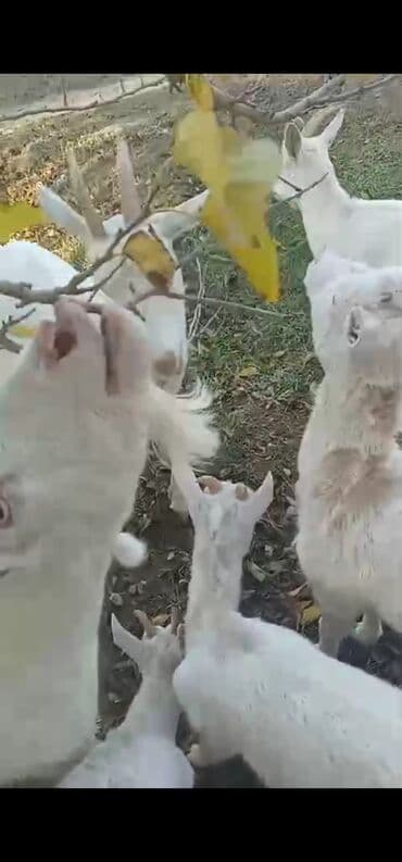 alpine yağları qiymetleri: Dişi, Zanen, il: 2, 40 kq, Südlük, Ünvandan götürmə — 2