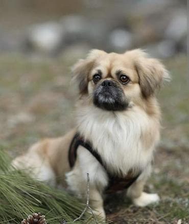 ucuz ev itleri: Pekines, Erkək, Sənədli, Ünvandan götürmə — 1