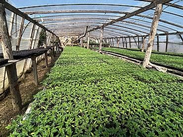 Çöl bitkiləri: Məhsul: Fidan və tinglər (istixana yetişdirilməsi) Təsvir: - Peşəkar — 4