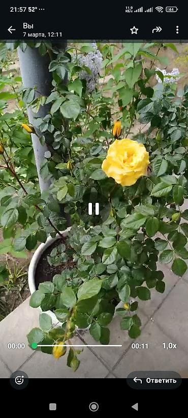 orxideya gul: Sarmawig qizil gull sari reng.bag ve bostan,heyat yani seheler ucun — 3