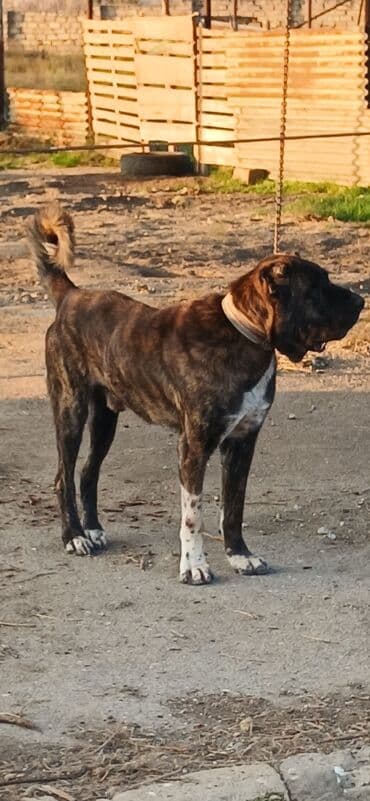 собака отдам в хорошие руки: Гурдбасар, 3 годa, Самец, С прививками, Платная доставка — 3