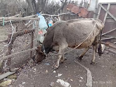 Digər heyvanlar: Satişa heyvan: inək - Növ: inək (buynuzlu) - Rəng: boz-qəhvəyi, alnı — 6