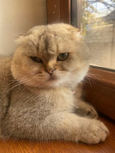 Şotland yastı qulaq lalafo.az -da Şotland yastı qulaq