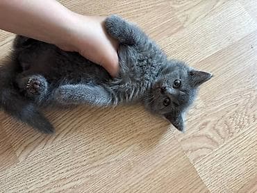 Boz tüklü balaca pişik balası • Cins: qısa tüklü, bərk və ipək kimi — 3