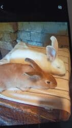 dovsanlar: Dovsanlar satilir — 4