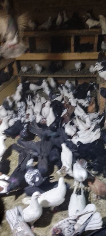 quş yuvası: Məhsul: Ev göyərçinləri toplusu Təsvir: - Şəkillərdə müxtəlif rəng və — 1