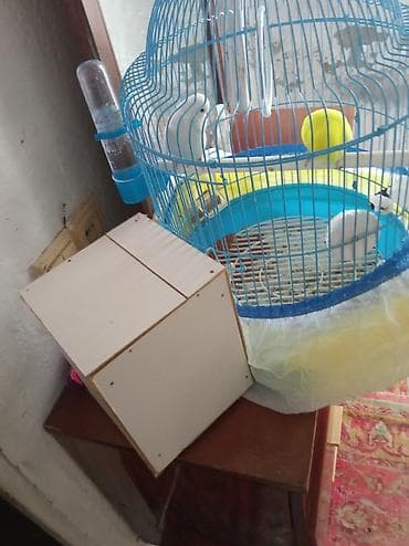 quslar: 2 dənə pabuqay qəfəs yuva yeni quşlara aid hərseyi var real alici — 5