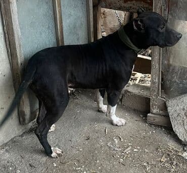 itləri: Pitbul, 1 il, Erkek, Peyvəndli — 3