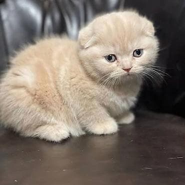 pisiklər: Şotland — 8