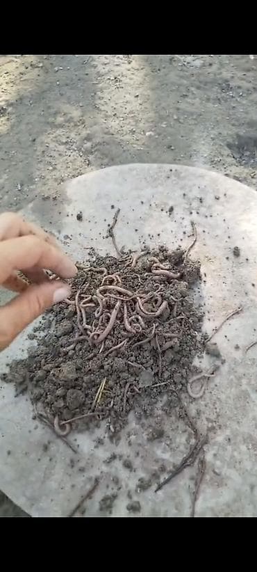 Bakı şəhəri. Torpaq qurdu satilir
Unvan savxoz ramani lalafo.az -da Bakı şəhəri. Torpaq qurdu satilir
Unvan savxoz ramani