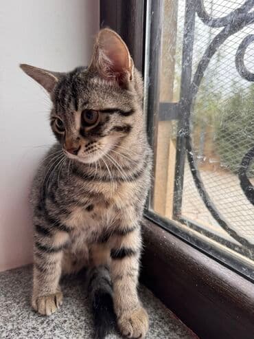 cins inekler: Yaxşı əllərə — 3