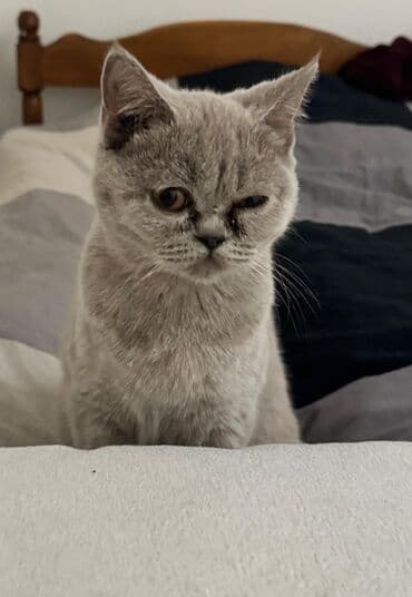 britan pişiyi: Britan — 2