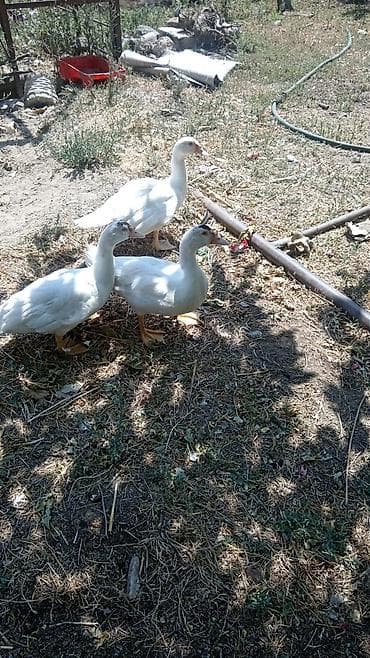 Ördəklər: Erkək, | Lal ördək, Damazlıq, Ünvandan götürmə — 1