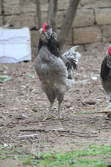 Xoruz, il: <1, Ünvandan götürmə, Ödənişli çatdırılma