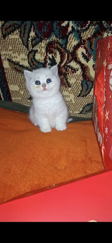 pişik şotland: Şotland yastı qulaq — 4