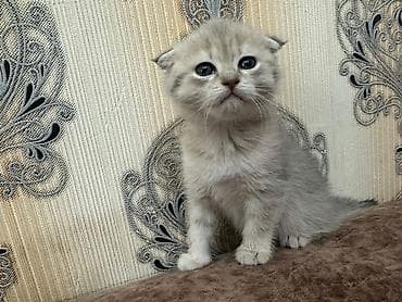 heyvan geyimi: Şinşilla, Dişi — 10