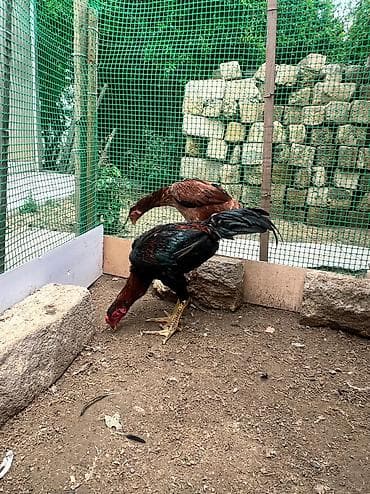 Xoruz, Heyratı, il: 1, Ünvandan götürmə lalafo.az -da Xoruz, Heyratı, il: 1, Ünvandan götürmə