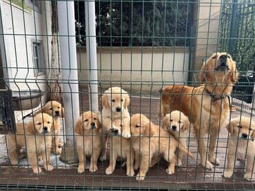 золотистый ретривер цена: Retriever — 4