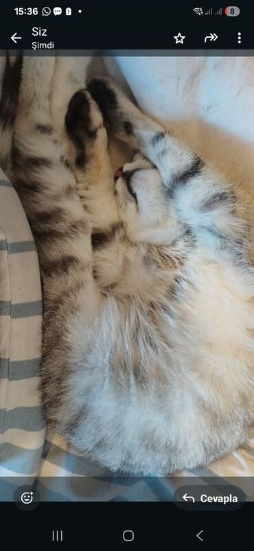 Benqal, Dişi, Yaxşı əllərə