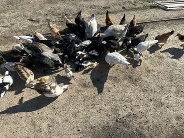 kuban ördek: Salam Aleykum Satılır Ördək Qaz Ördək Cücəsi Toyoq 36 Ədəd Lal Ördək — 25