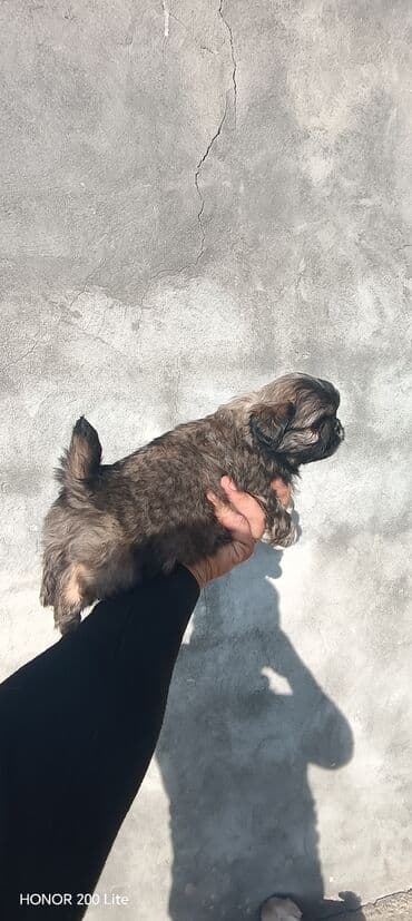 dişi itlər: Pekines, 1 ay, Erkek, Ödənişli çatdırılma — 4