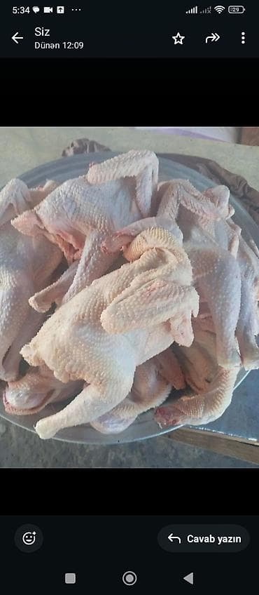 resm cekmek ucun sekiller: Kənd toyuğu Chicken Bütöv — 2