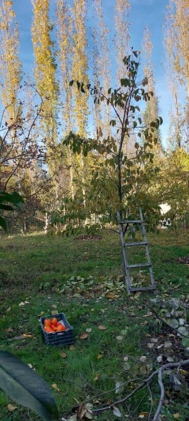 otel icareye verilir 2019: Xudat, 45 kv. m, 2 otaqlı, Hovuzsuz, Qaz, İşıq, Su — 9