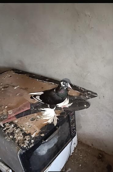 Oynaq quşun balasıdi