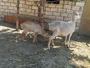 2 si de 3 cü qarindi balanın biri Erkey biri dişidi heyvanlar — 3