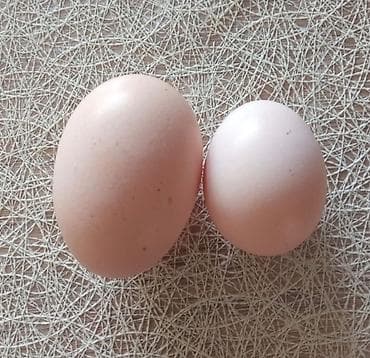 cen su: Təbii toyuq yumurtası - Rəng: açıq qəhvəyi qabıq - Ölçülər: qarışıq — 1