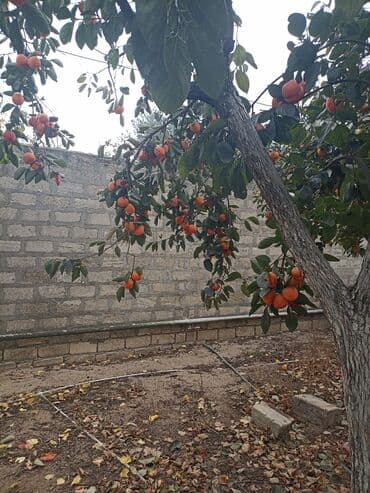 pip ağacı meyvesi: Yığmaq məndən almaq sizdən - Növ: şirin xurma (diospyros/kaki) - — 4