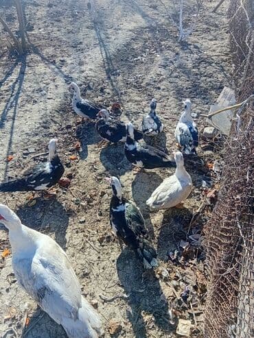 Iran Khodro: Musk ördəkləri (indo) – müxtəlif rənglərdə sürü. - Qara-ağ, ağ — 3