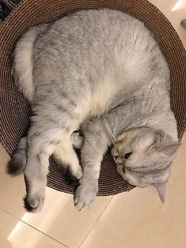 etibarlı əllərə itlər: Britan, Erkək, Yaxşı əllərə, Ödənişli çatdırılma — 2