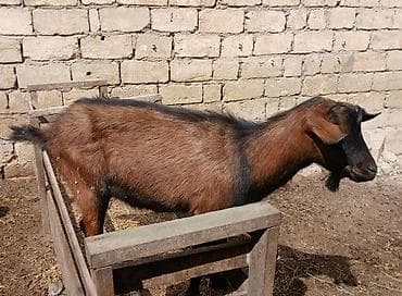 Quşlar: Orijinal Alpindir.Teke.1 yaşi var Unvan bineqedi isteyen elaqe — 1