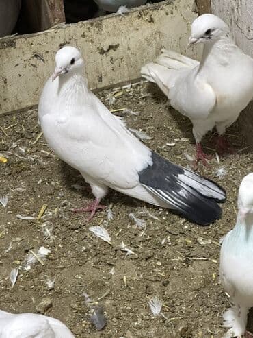 Digər heyvanlar: 16 tuk mayadi deste sebekequyruqdu (yosanquyruq) 1 ay olar mehemmedide — 2