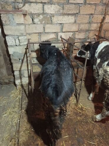 Qazlar: Erkey danalardır bordaga yarayır 3də ərkəydi qiymətdə cüzi endirim — 8