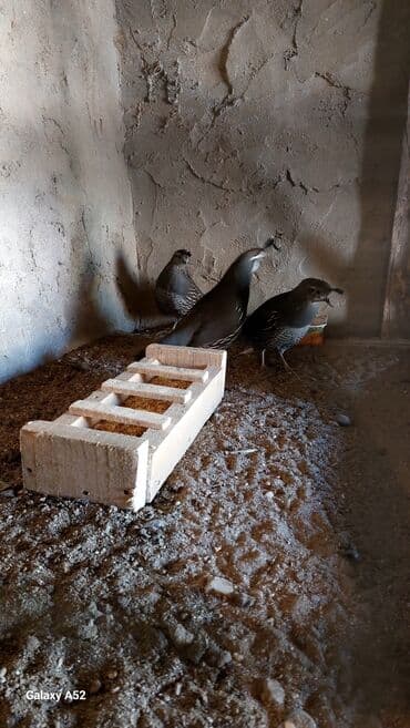 bülbül quşu: 2 dişi 1erkək Kalifornia bildirçinleri satiram cox çevik heyvanlardi — 2