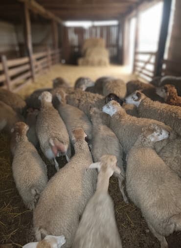 dovsan satışı: Satışa sürü quzu - Növ: yerli cins qarışıq ana qoyunlar və qoçlar - — 3