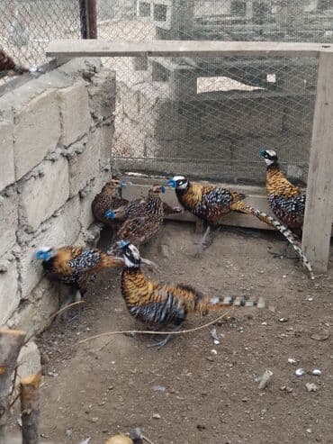 heyvanlara verilen xususi adlar: Məhsul: kral və gümüş fazanlar. Təsvir: - Nadir dekorativ quş növü — 6