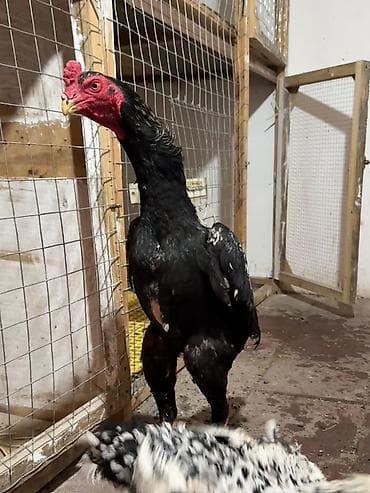 Heyvanlar üçün mallar: Tam Arjinal Oshamo Azərbaycanda çox az bu cür arjinal heyvan var real — 2