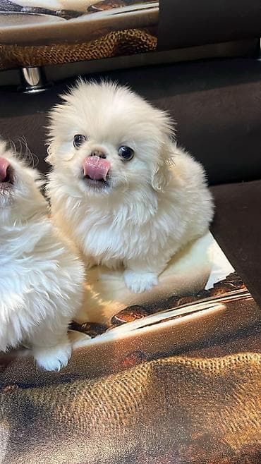 samoyed satılır: Pekines — 2