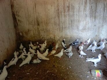 ineklerin satisi: 3 azn dən 20 azn ə kimi quş hamsı satılır ünvan bərdə boş bekar — 7