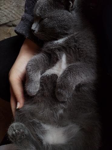 pisik etibarli ellere verilir: Ev pişiyidir. cinsi british. 1 yasi var, disi (adi mikuli) isimle — 7