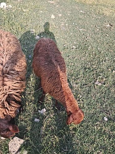 ereb kecisi: Qala qoyunu cavan heyvandi ekiz balasi var erkey disi — 2