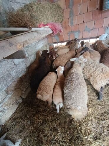 cins ineklerin qiymeti: Salam aleyküm ünvanımz binə atclk qiymet 200 den başdıyır 280 kimi — 8