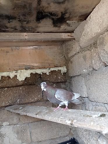 göyerçinler: Pastovu erkey Məhsul: Ev göyərçini (şəkillərdə) Təsvir: - Rəng — 2