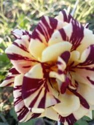 xedice gulu: Saqı Gülçülük – Tərtərin ən gözəl gülləri Bir gül təkcə ətriylə deyil — 19