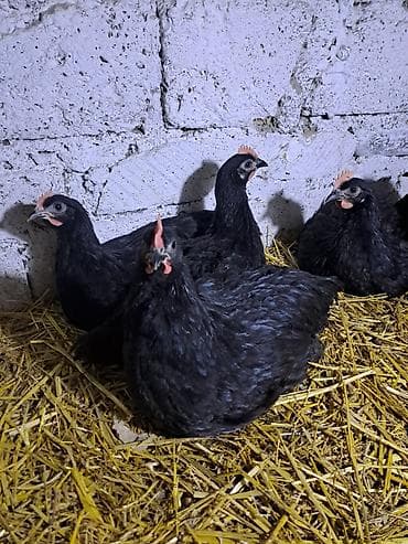 tap.az danalar: Avstralorp xoruzları satılır. 60 günlük, aktiv və sağlam quşlardır — 6