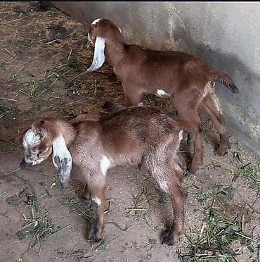 keçi: Ikinci defe dogan ekiz balali alpine kecisi sudu her saganda 3. 3 — 2